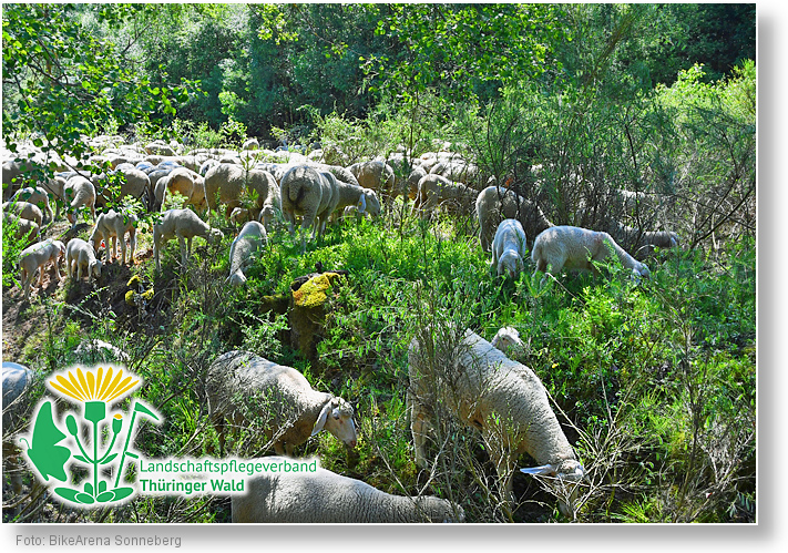 Schafe fuer die Heide