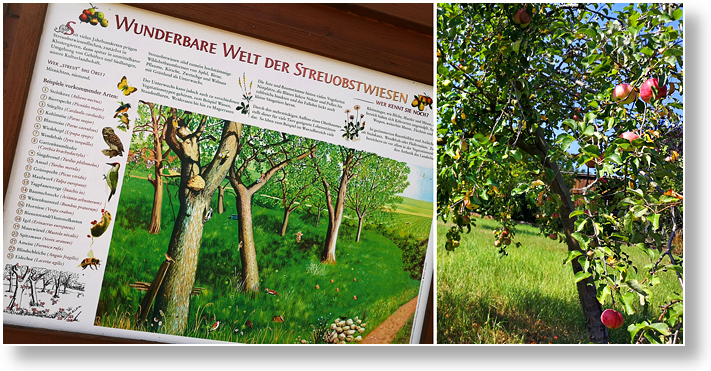 Streuobstwiese