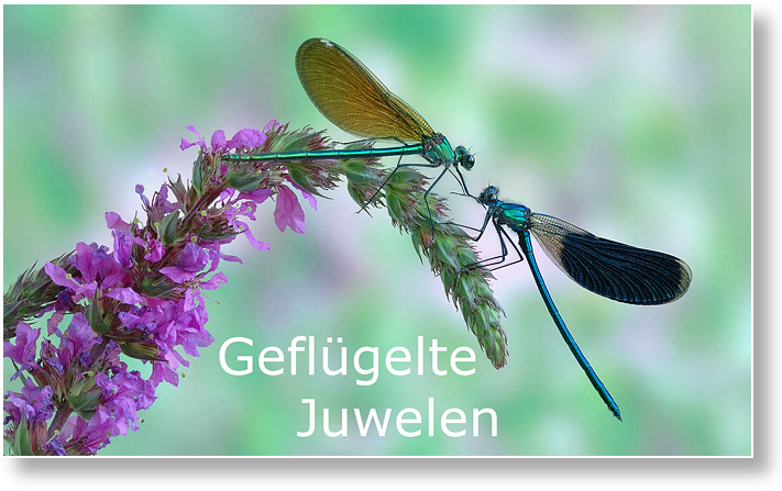 Gefluegelte Juwelen
