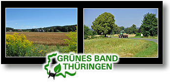 Gruenes Band 2